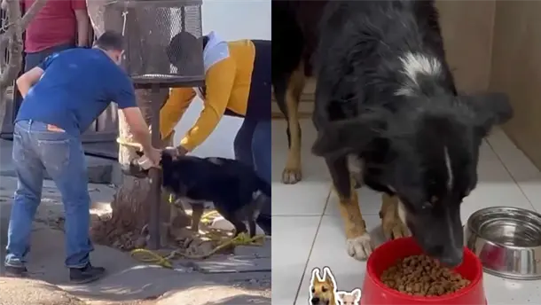 Nota Relacionada de Sinaloa