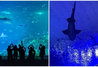 Gran Acuario Mazatlán Mar de Cortés alista nuevas atracciones para 2026 