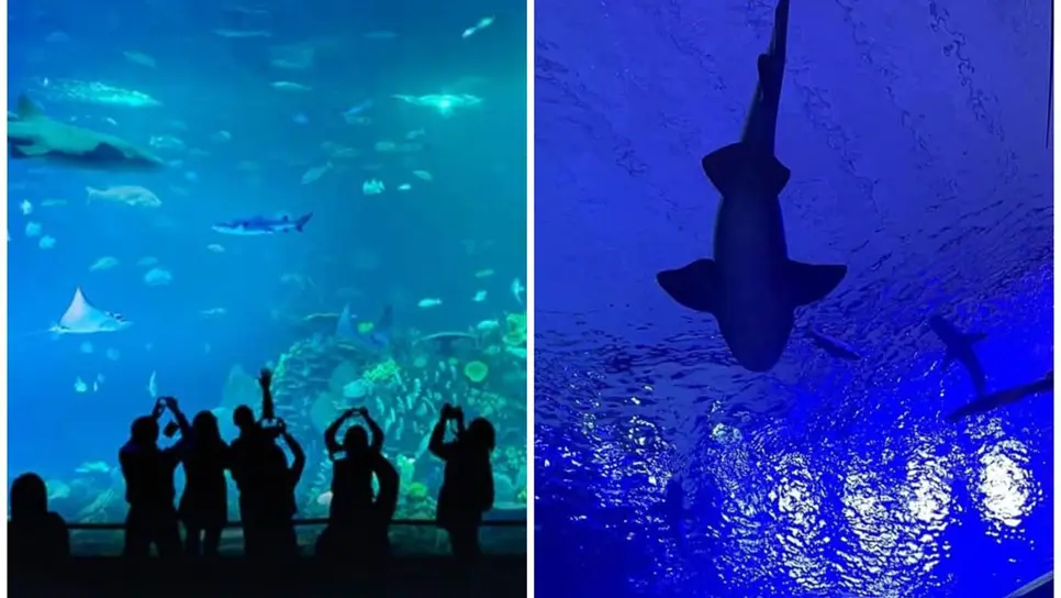 FOTO: Gran Acuario Mazatlán Mar de Cortés alista nuevas atracciones para 2026 