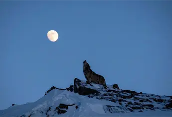 La última Superluna del año llega en diciembre: fecha y hora para ver la espectacular Luna Fría 2025