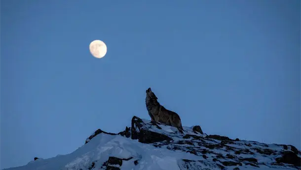 Nota Relacionada de México