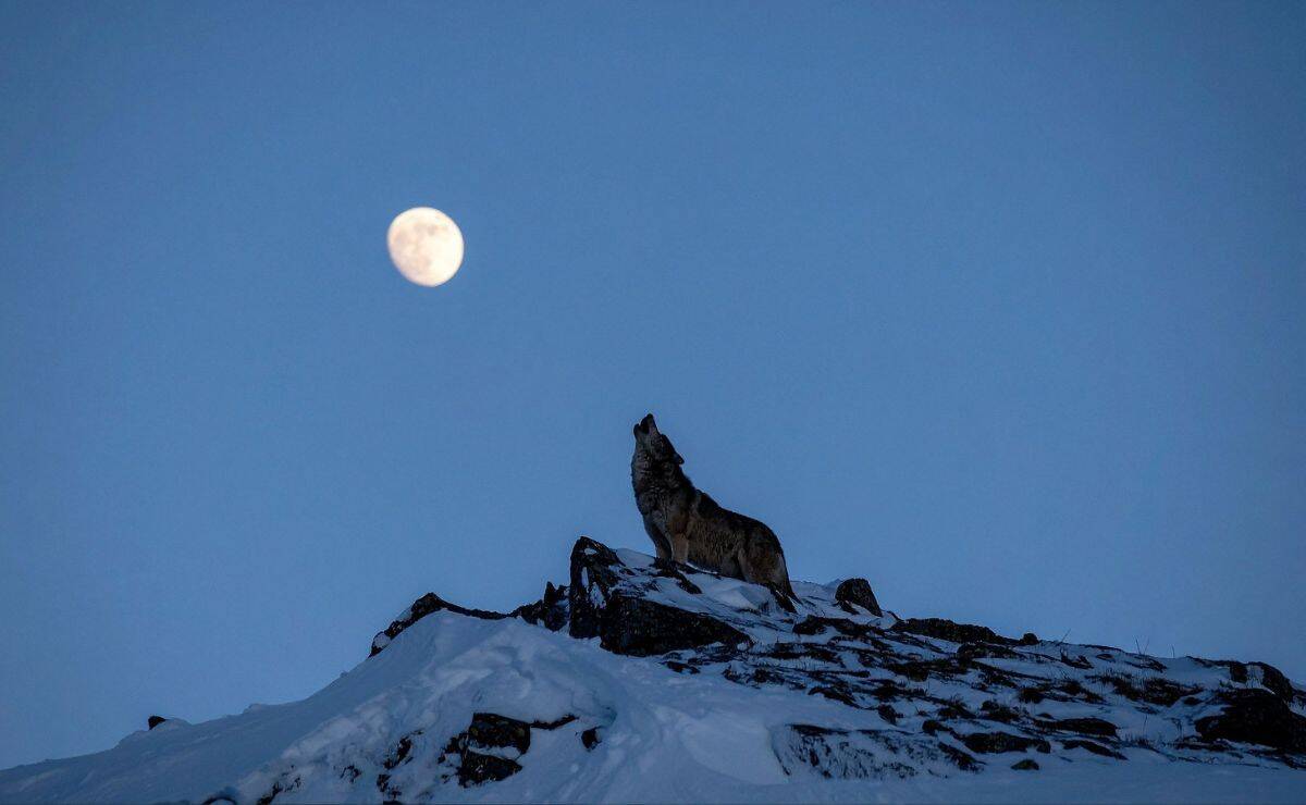 La última Superluna del año llega en diciembre: fecha y hora para ver la espectacular Luna Fría 2025