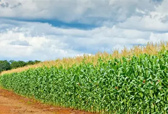 Mesas de negociación para el maíz: estos son los puntos que se discutirán el 8 de diciembre