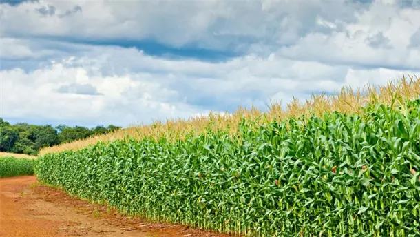 Nota Relacionada de Agro