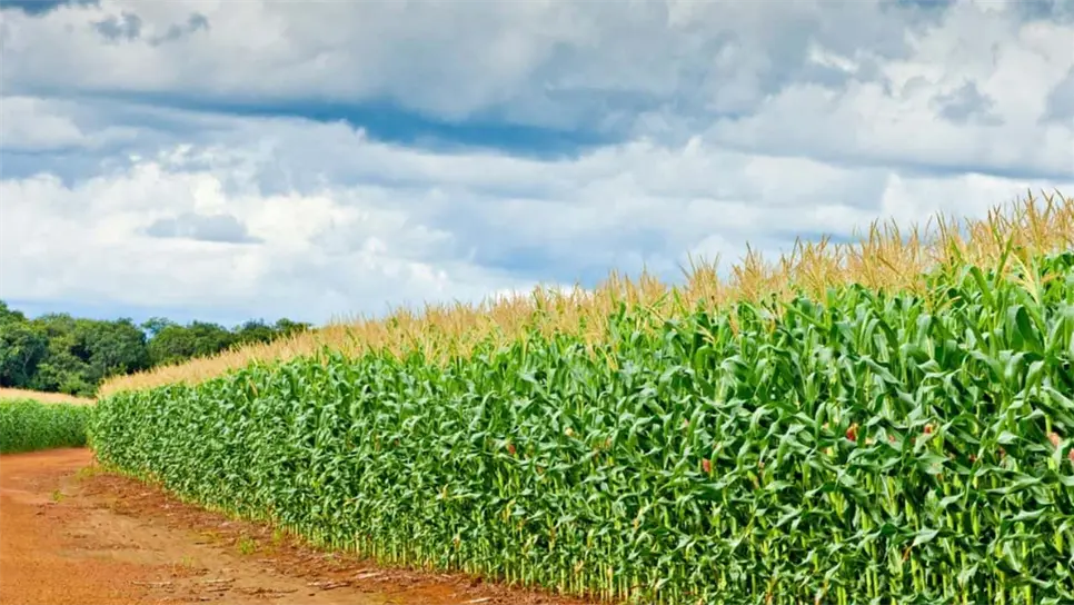 Mesas de negociación para el maíz: estos son los puntos que se discutirán el 8 de diciembre