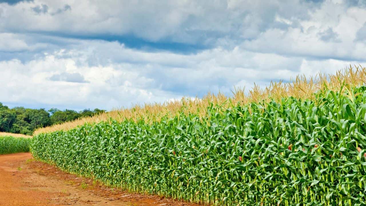 Mesas de negociación para el maíz: estos son los puntos que se discutirán el 8 de diciembre