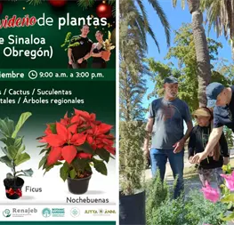¿No has comprado nochebuenas? Aprovecha el último bazar de plantas en el Parque Sinaloa