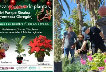 ¿No has comprado nochebuenas? Aprovecha el último bazar de plantas en el Parque Sinaloa