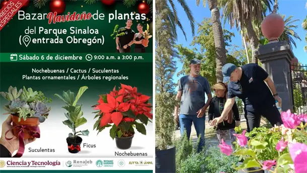 Nota Relacionada de Sinaloa