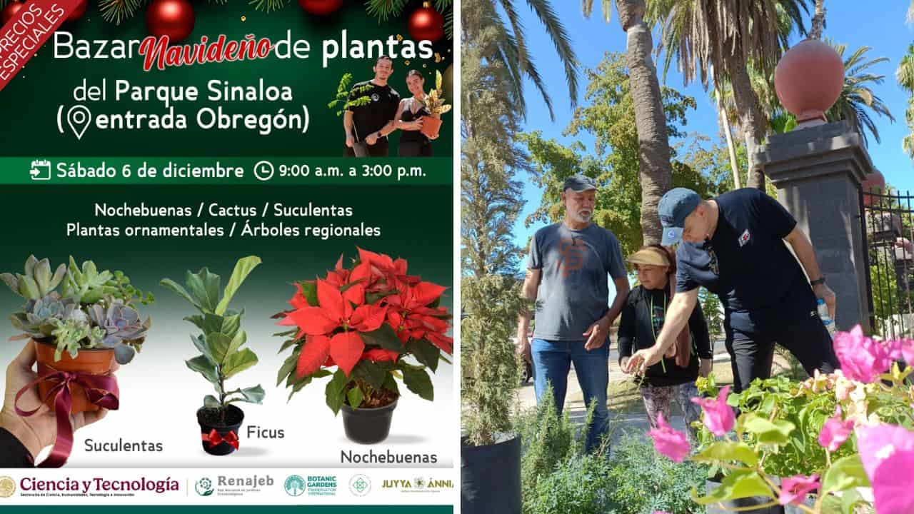 ¿No has comprado nochebuenas? Aprovecha el último bazar de plantas en el Parque Sinaloa