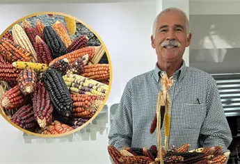 Maíces nativos de Sinaloa: el tesoro prehispánico de San Miguel Zapotitlán