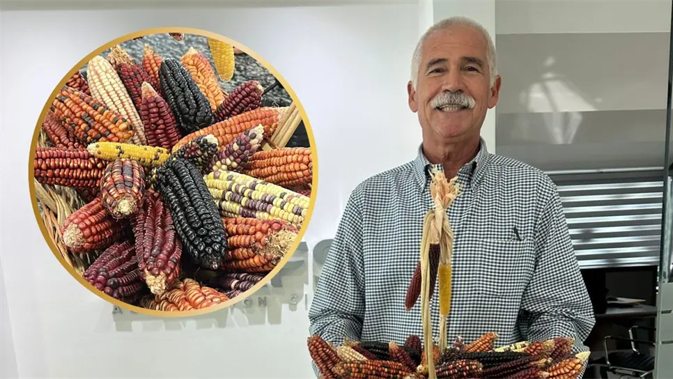 Maíces nativos de Sinaloa: el tesoro prehispánico de San Miguel Zapotitlán