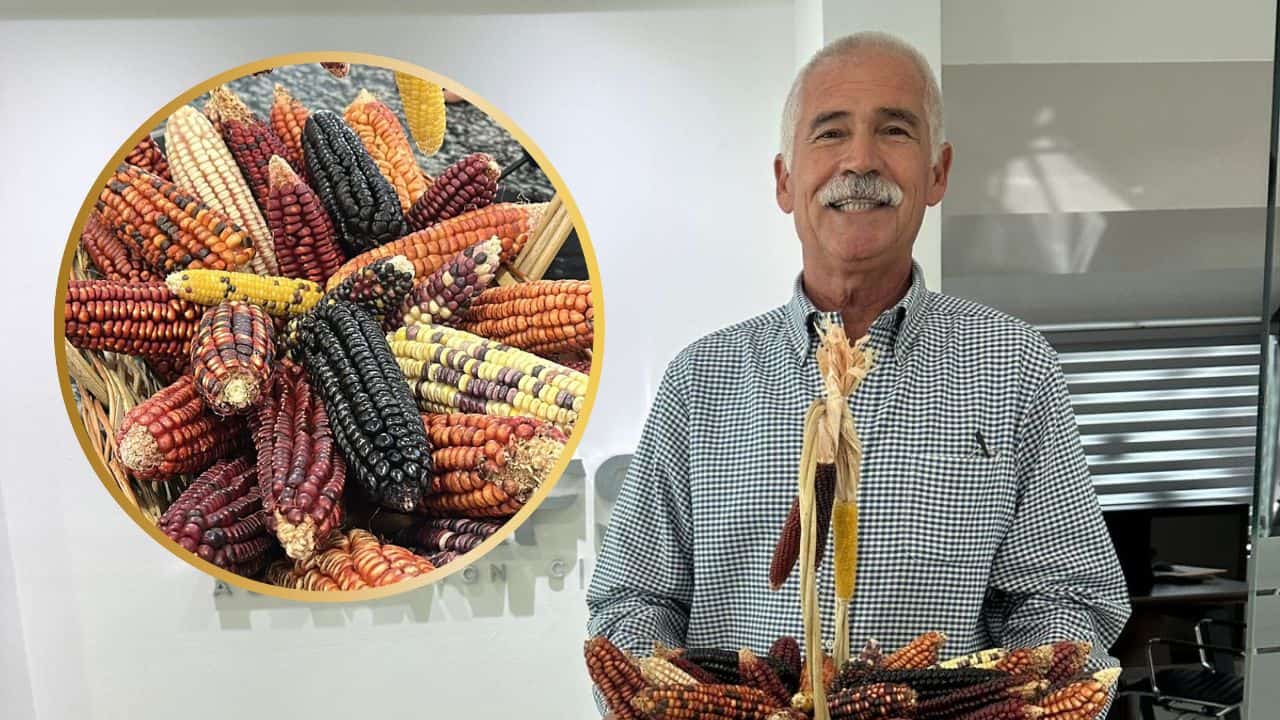 Maíces nativos de Sinaloa: el tesoro prehispánico de San Miguel Zapotitlán