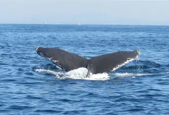 ¡Todos a bordo! Este lunes inicia la temporada de avistamiento de ballenas en Mazatlán