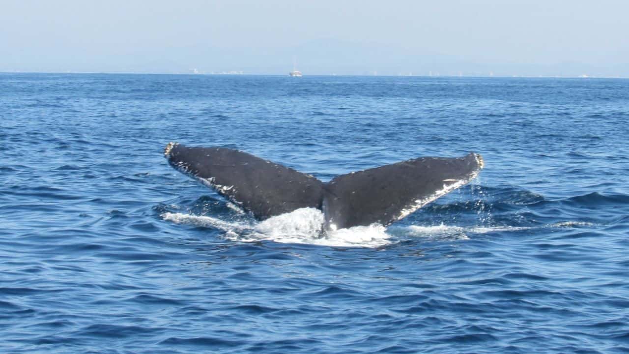 ¡Todos a bordo! Este lunes inicia la temporada de avistamiento de ballenas en Mazatlán