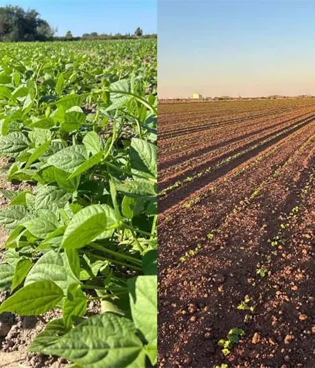 Ciclo otoño–invierno 2025–2026 avanza al 90% en Sinaloa Ciclo otoño–invierno 2025–2026 avanza al 90% en Sinaloa