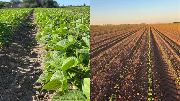 Nota Relacionada de Agro