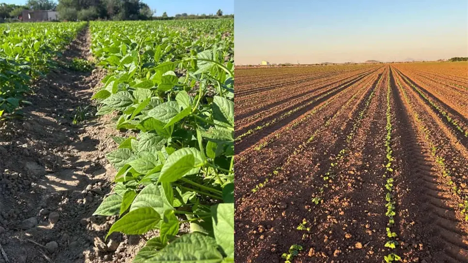 FOTO: Ciclo Otoño–Invierno 2025–2026 avanza al 90% en Sinaloa 