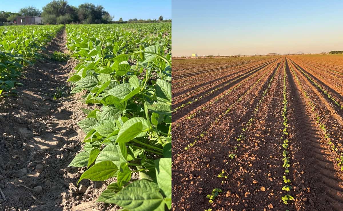 Ciclo otoño–invierno 2025–2026 avanza al 90% en Sinaloa 