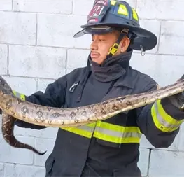 Capturan víbora de más de un metro en tienda de autoservicio en Mazatlán