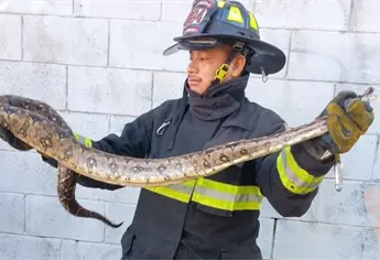 Capturan víbora de más de un metro en tienda de autoservicio en Mazatlán
