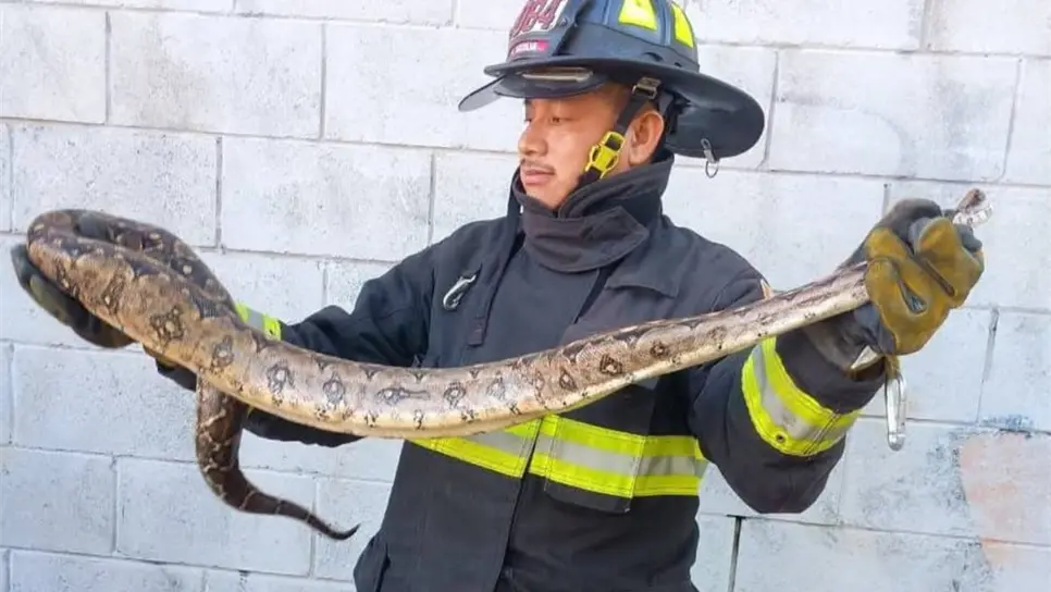 FOTO: Capturan víbora de más de un metro en tienda de autoservicio en Mazatlán