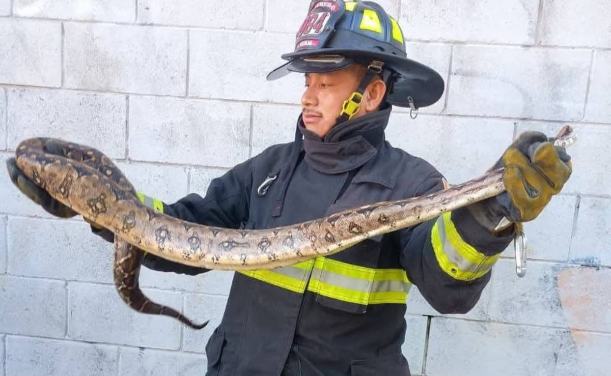 Capturan víbora de más de un metro en tienda de autoservicio en Mazatlán