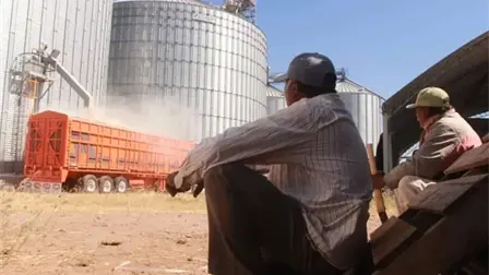 Apoyo estatal de $400 para trigueros no logra dispersarse en plazo establecido Apoyo estatal de $400 para trigueros no logra dispersarse en plazo establecido