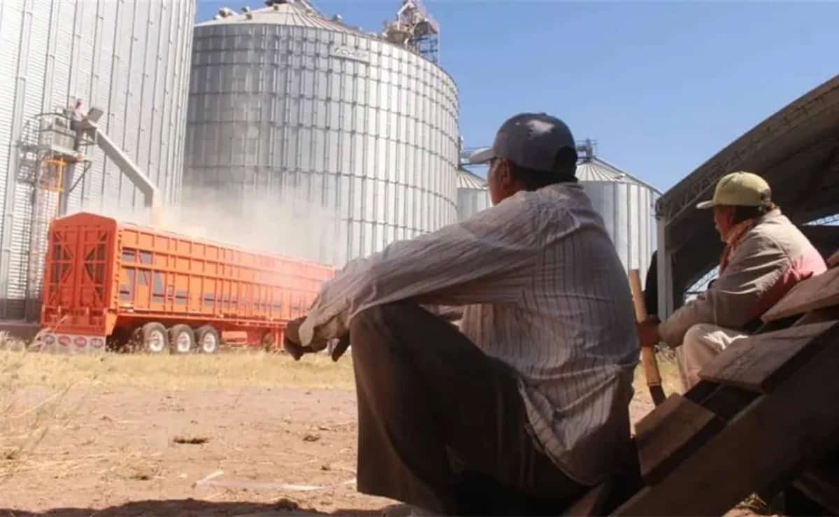 Apoyo estatal de $400 para trigueros no logra dispersarse en plazo establecido 
