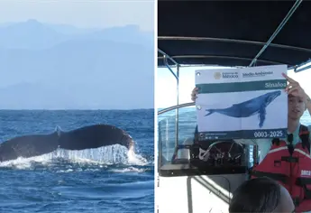 Vuelven las ballenas jorobadas a Mazatlán, inicia oficialmente la temporada de ballenas en el puerto