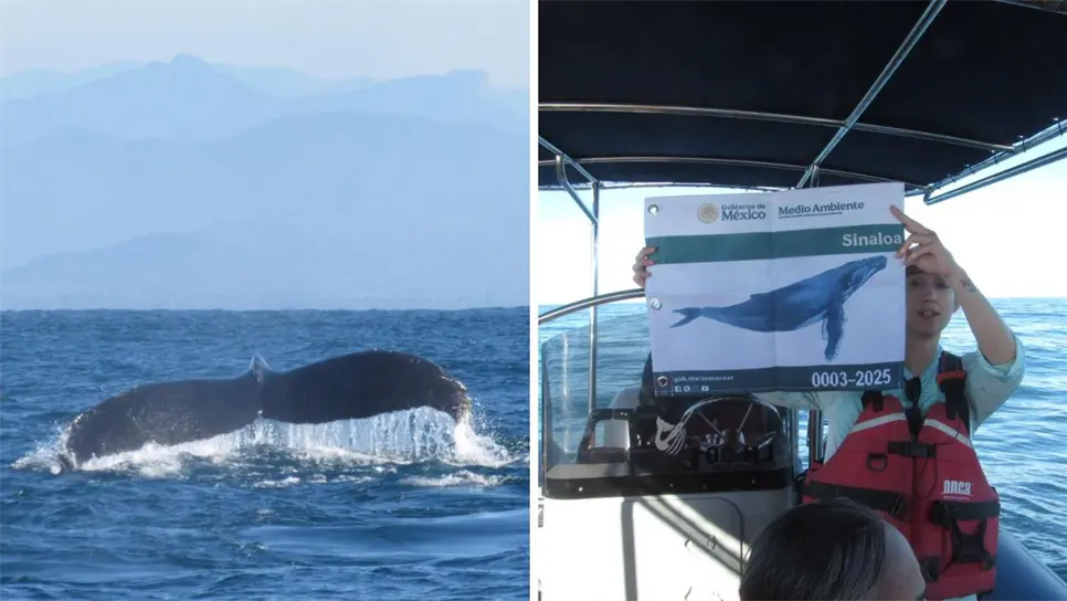 Con el inicio de la temporada, Mazatlán se prepara para recibir a miles de turistas y amantes de la vida marina que buscan ser testigos de uno de los espectáculos naturales más impresionantes del Pacífico