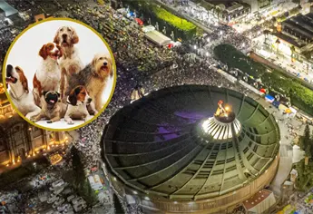 ¿Qué es el Perrito Peregrino? El programa que se lanza por la celebración a la Virgen de Guadalupe