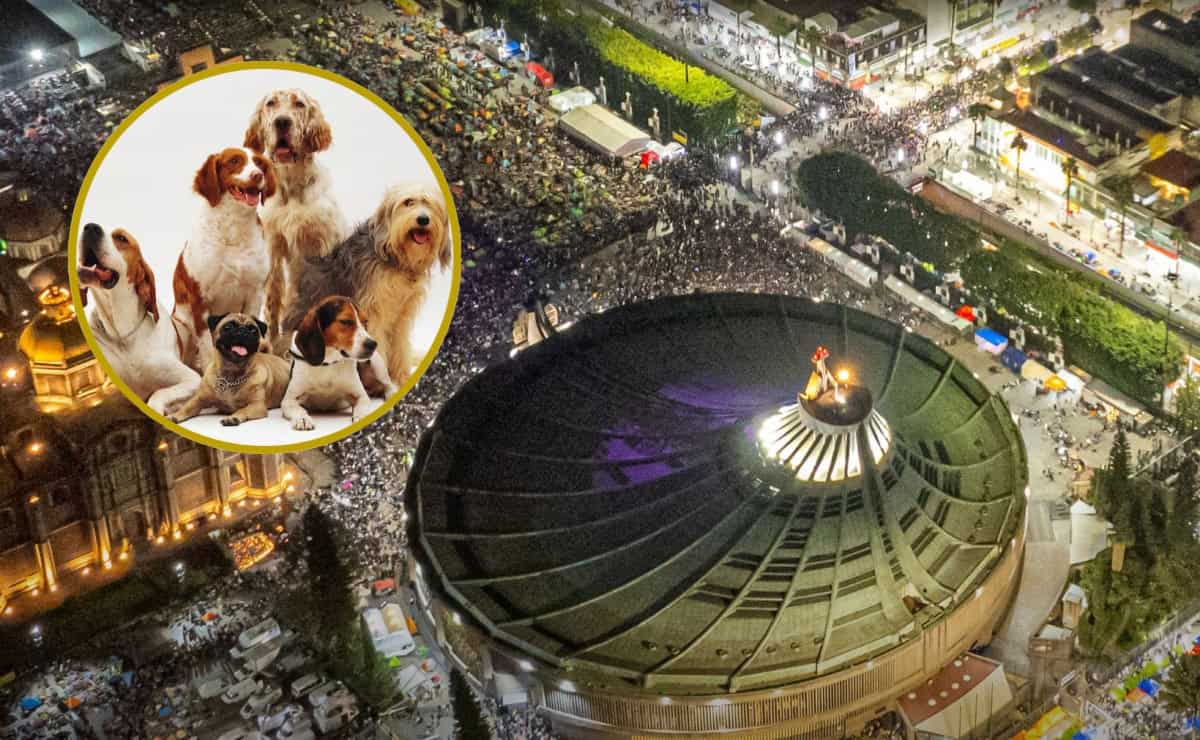 ¿Qué es el Perrito Peregrino? El programa que se lanza por la celebración a la Virgen de Guadalupe