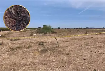 Sabuesos Guerreras localizan restos humanos en el ejido Huizaches en Culiacán