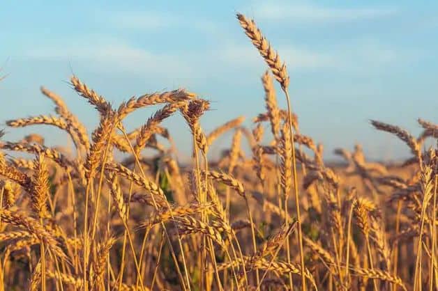 Imagen Placeholder Imagen Placeholder