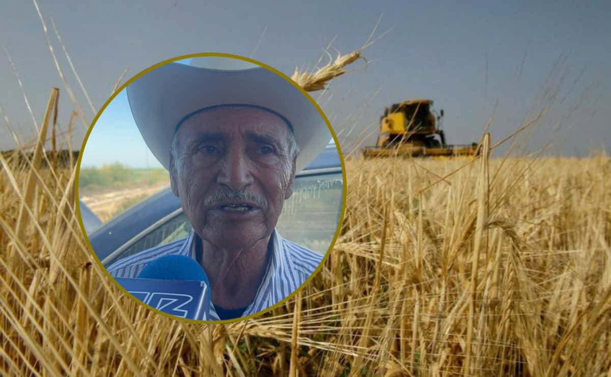 Con precio de referencia de $4,800 publican Reglas de Operación para el pago del trigo