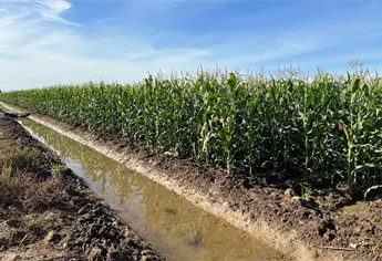 Sinaloa cosechará 5 millones de toneladas de maíz: ¿a quién le venderá?