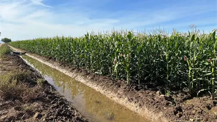 Sinaloa cosechará 5 millones de toneladas de maíz: ¿a quién le venderá? Sinaloa cosechará 5 millones de toneladas de maíz: ¿a quién le venderá?