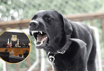 Aprueban la Ley Santos en BCS, darán cárcel y multas a dueños de perros que ataquen a personas