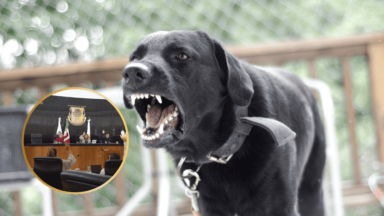 Aprueban la Ley Santos en BCS, darán cárcel y multas a dueños de perros que ataquen a personas