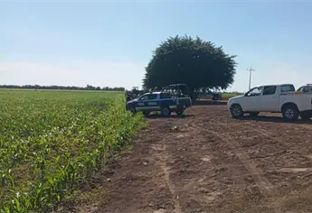 Hallan asesinado a balazos a hombre en tierras de siembra en San Pedro, Navolato