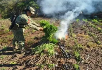 Aseguran y destruyen un plantío de marihuana en Culiacán