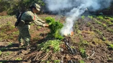 Aseguran y destruyen un plantío de marihuana en Culiacán