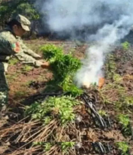 Aseguran y destruyen un plantío de marihuana en Culiacán Aseguran y destruyen un plantío de marihuana en Culiacán