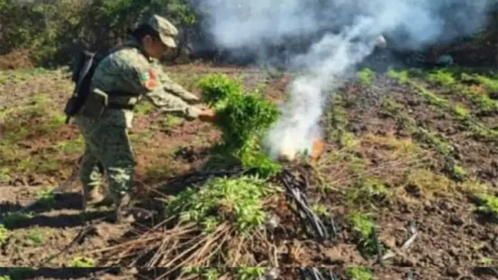 Aseguran y destruyen un plantío de marihuana en Culiacán Aseguran y destruyen un plantío de marihuana en Culiacán