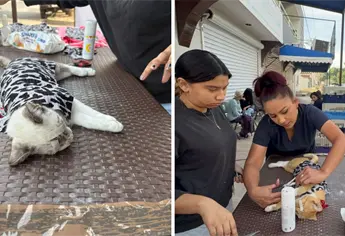 “Navidad Para Todos” arranca con esterilizaciones gratuitas y refuerza la conciencia por el bienestar animal en Los Mochis