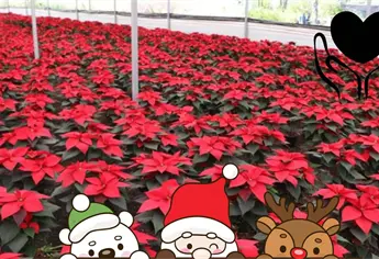 Cuidados de la Nochebuena: Cuánta agua y sol necesita para no secarse antes de Navidad