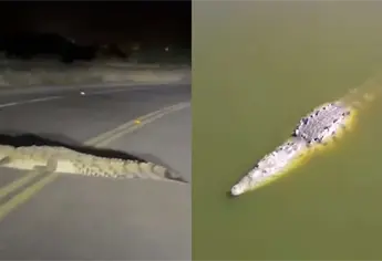 Cocodrilo en laguna de Guasave es una atracción turística