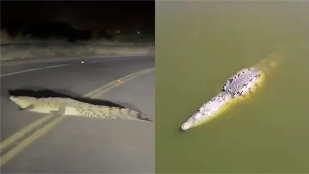 Nota Relacionada de Sinaloa