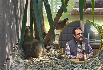 Alcalde invita a familias a conocer los nuevos capibaras del Zoológico de Culiacán en evento gratuito